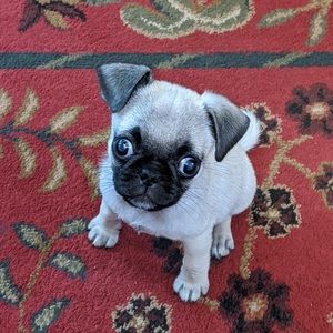 Meet your Posher, Ryan